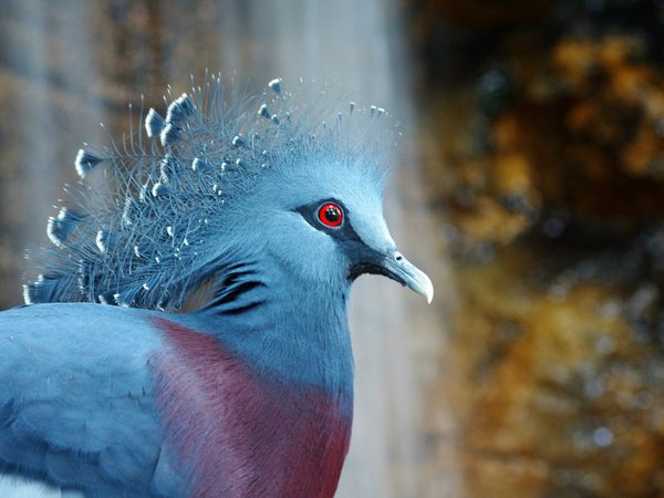 bird, Victoria Crowned Pigeon, венценосный голубь, птица