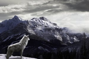 Обои на рабочий стол: волк, горы, снег, туман