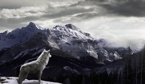 Обои на рабочий стол: волк, горы, снег, туман