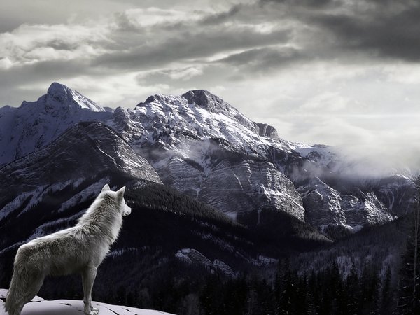 волк, горы, снег, туман
