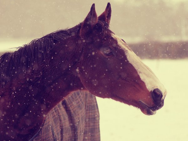 животные, зима, конь, лошадь, морда, обои, снег, фон