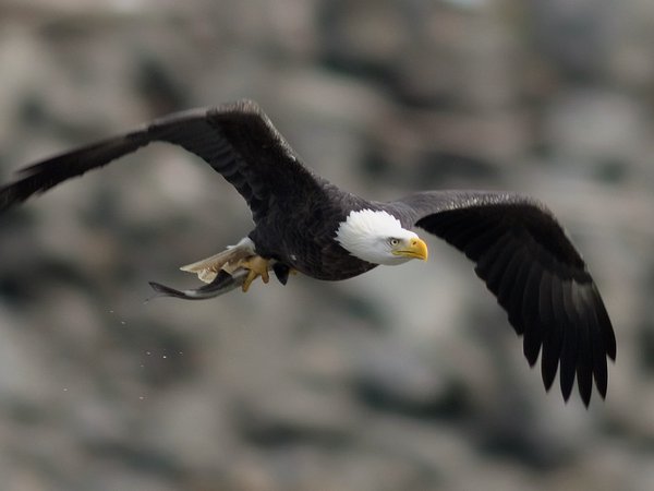 bald eagle, bird, белоголовый орлан, взмах, крылья, полет, птица