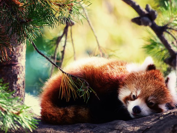 firefox, красная панда, спит