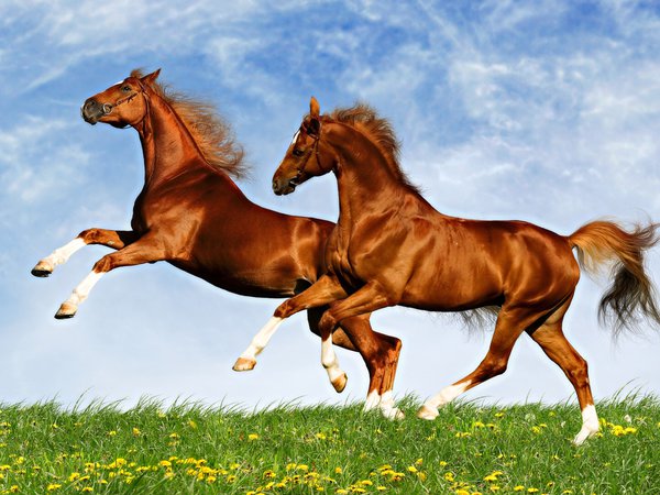 животные, лошади, небо, поле