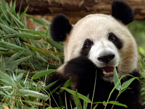 бамбук, китай, медведь, панда