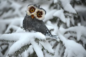 Обои на рабочий стол: white, ель, зима, сова