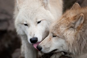 Обои на рабочий стол: волк, волки, любовь, пара, поцелуй, хищники