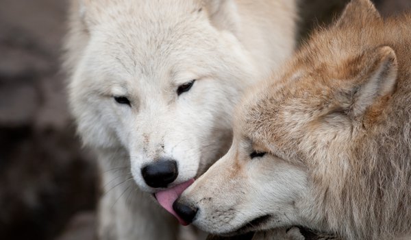 Обои на рабочий стол: волк, волки, любовь, пара, поцелуй, хищники