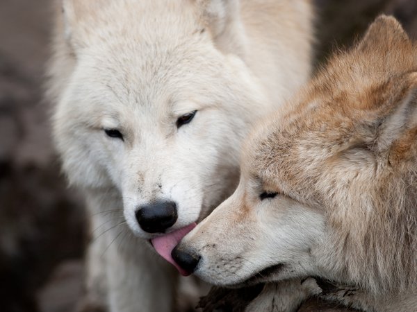волк, волки, любовь, пара, поцелуй, хищники