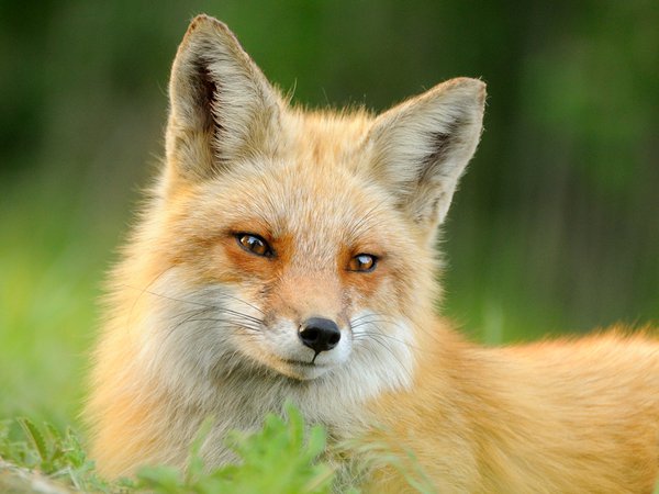 fox, животное, лето, лиса, морда, рыжая, трава, шерсть