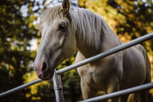 Обои на рабочий стол: деревья, лошадь, ограждение, фон