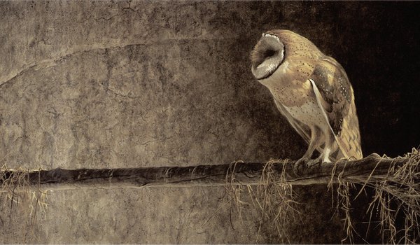 Обои на рабочий стол: robert bateman, живопись, роберт батман, сова