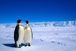 Обои на рабочий стол: антарктика, животные, пингвины