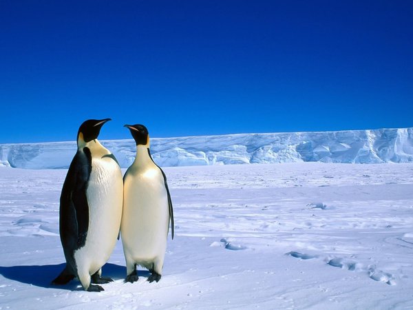 антарктика, животные, пингвины