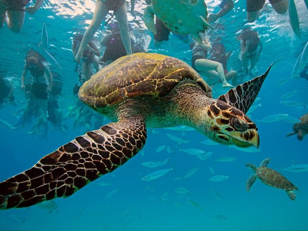 eretmochelys imbricata, hawksbill turtle, барбадос, бисса, вест-индия, карибское море, настоящая каретта, рептилия, черепаха