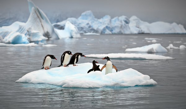 Обои на рабочий стол: Александр Перов, антарктика, льды, океан, пингвины, природа
