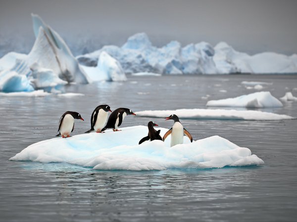 Александр Перов, антарктика, льды, океан, пингвины, природа