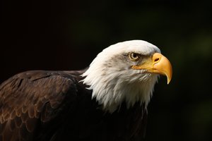 Обои на рабочий стол: animal, background, bald, beak, bird, black, eagle, eye