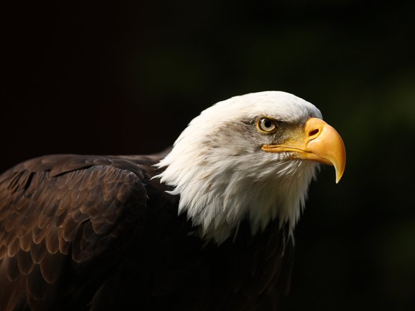 animal, background, bald, beak, bird, black, eagle, eye