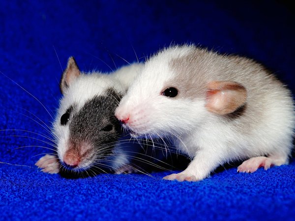 animals, decorative, rats, rodents