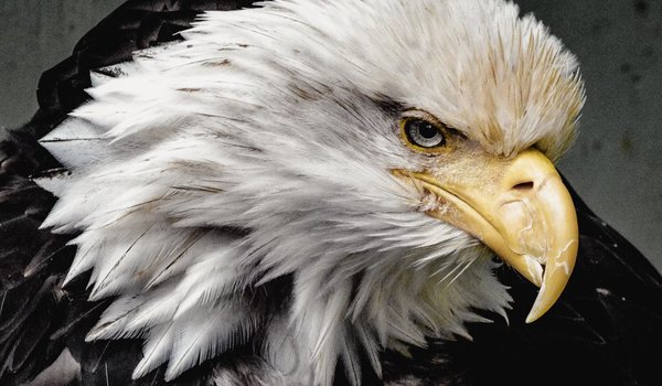 Обои на рабочий стол: bald eagle, bird, bird of prey, North America, Raptors