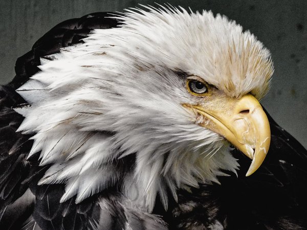 bald eagle, bird, bird of prey, North America, Raptors