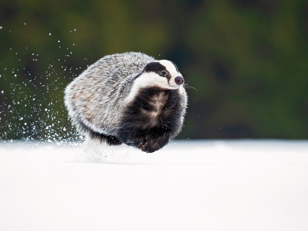 badger, Meles meles, Milan Zygmunt, snow, барсук, снег