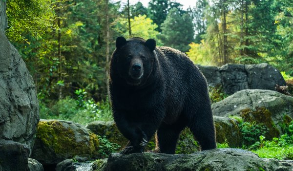 Обои на рабочий стол: angry, background, bear, grizzly, himalayan, isolated, large, wild