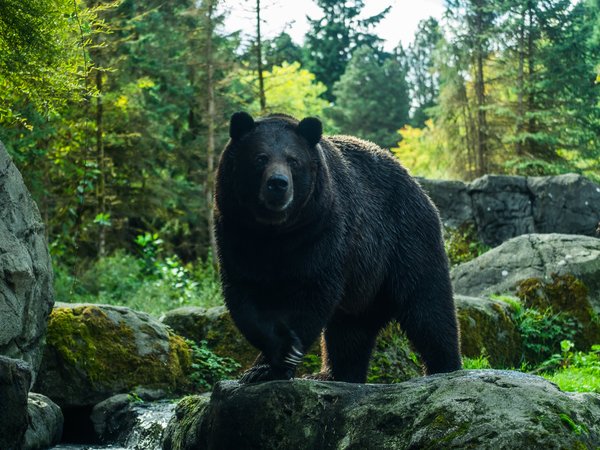 angry, background, bear, grizzly, himalayan, isolated, large, wild