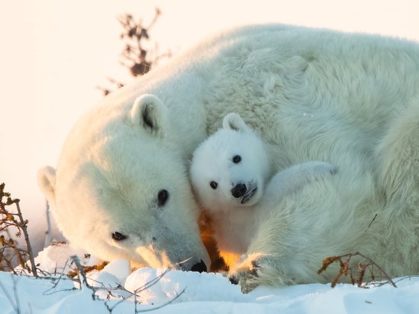 белые медведи, детеныш, медведица, медвежонок, Полярные медведи, снег