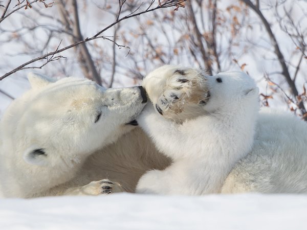 белые медведи, забава, игра, медведица, медвежонок, Полярные медведи, снег