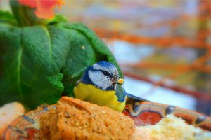 Обои на рабочий стол: bird, Green leaves, Зелёные листья, птичка