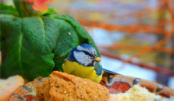 Обои на рабочий стол: bird, Green leaves, Зелёные листья, птичка