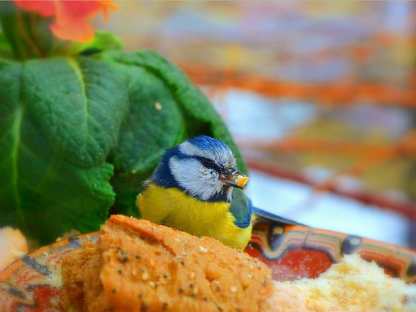 bird, Green leaves, Зелёные листья, птичка