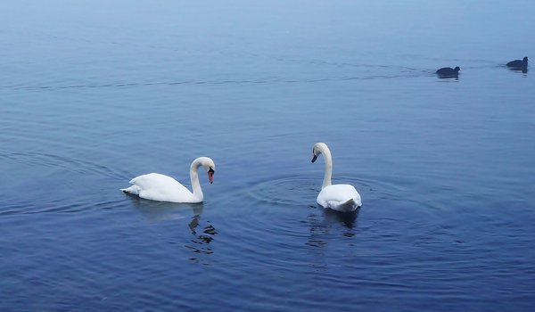 Обои на рабочий стол: bird, lake, swan, water