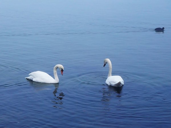 bird, lake, swan, water