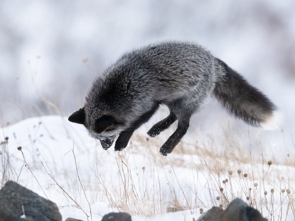 зима, лиса, прыжок, снег, Чернобурая лисица