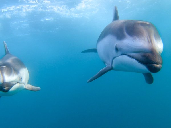 дельфины, океан, парочка