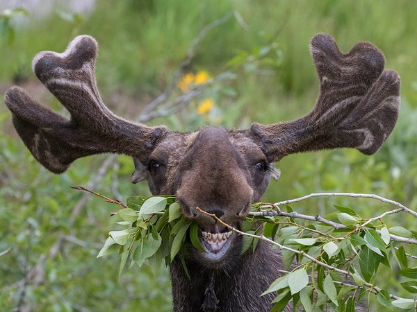 ..Funny, animal, Deer, moose, wallpaper
