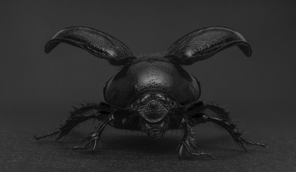 Обои на рабочий стол: Beetle, black, insect, wings