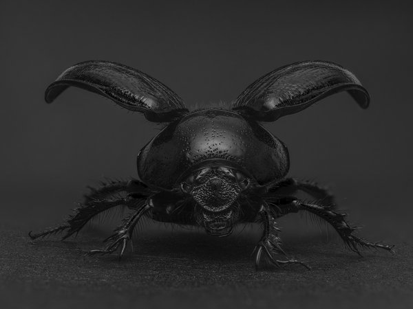 Beetle, black, insect, wings