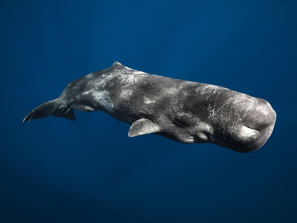 Physeter macrocephalus, кашалот, крупнейший из зубатых китов, млекопитающее