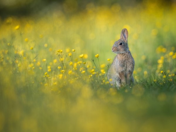 боке, кролик, крольчонок, луг, цветы