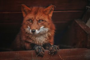 Обои на рабочий стол: животное, Ксения Лысенкова, лиса, лисица