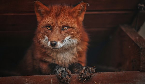 Обои на рабочий стол: животное, Ксения Лысенкова, лиса, лисица