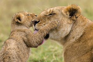 Обои на рабочий стол: africa, animal, big cats, India., liones, lions, love