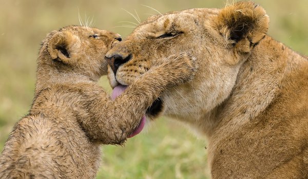 Обои на рабочий стол: africa, animal, big cats, India., liones, lions, love