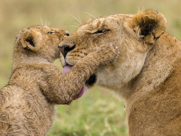 africa, animal, big cats, India., liones, lions, love