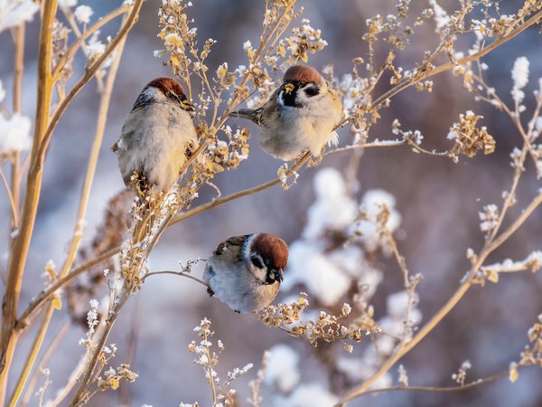 воробьи, Марина Мочалова, птицы, снег, трава, трио