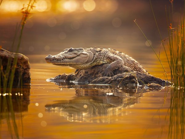 crocodile, Milan Zygmunt, крокодил